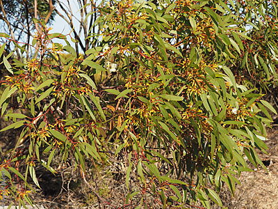 Eucalyptus calycogona ssp. calycogona lf DEM8770 Heggaron CP